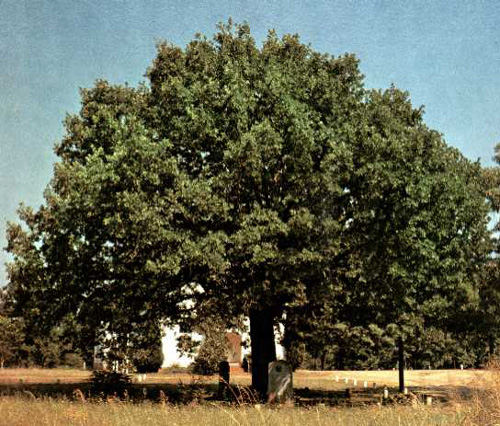 Old North Church Oak-1969